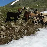 Eiter * Sankt Leonhard im Pitztal